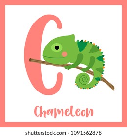 Cute children ABC animal zoo alphabet C letter flashcard of Chameleon climbing on branch for kids learning English vocabulary. Vector illustration.