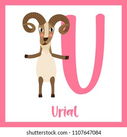 Cute children ABC animal zoo alphabet U letter flashcard of Urial standing on two legs for kids learning English vocabulary. Vector illustration.