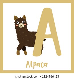 Cute children ABC animal zoo alphabet A letter flashcard of dark brown Alpaca for kids learning English vocabulary. Vector illustration.