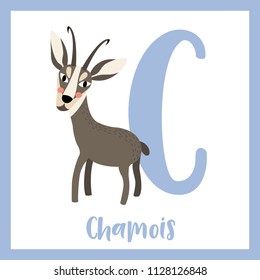 Cute children ABC animal zoo alphabet C letter flashcard of Standing Chamois for kids learning English vocabulary. Vector illustration.