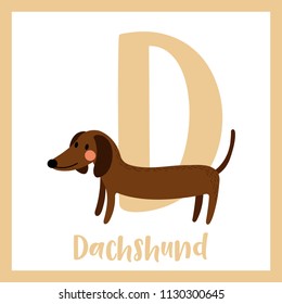Cute children ABC animal zoo alphabet D letter flashcard of Dachshund for kids learning English vocabulary. Vector illustration.