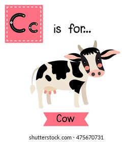 Cute children zoo alphabet C letter tracing of happy Holstein Cow for kids learning English vocabulary.  