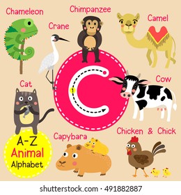 Cute children zoo alphabet C letter tracing of funny animal cartoon for kids learning English vocabulary. 