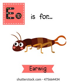 Cute children zoo alphabet E letter tracing of crawling Earwig insect for kids learning English vocabulary.  