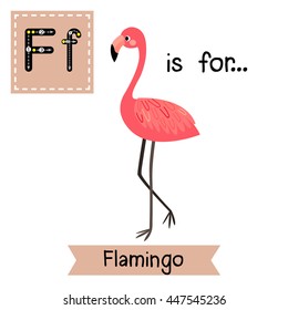 Cute children zoo alphabet F letter tracing of standing Flamingo for kids learning English vocabulary.  