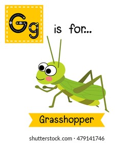 Cute children zoo alphabet G letter tracing of happy Grasshopper for kids learning English vocabulary.  