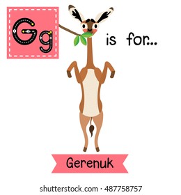 Cute children zoo alphabet G letter tracing of Gerenuk standing on two legs and eating leaves for kids learning English vocabulary.  