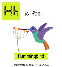 Cute children zoo alphabet H letter tracing of Hummingbird getting nectar from a flower for kids learning English vocabulary.  