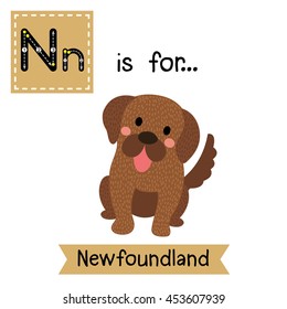 Cute children zoo alphabet N letter tracing of stting Newfoundland dog for kids learning English vocabulary.  