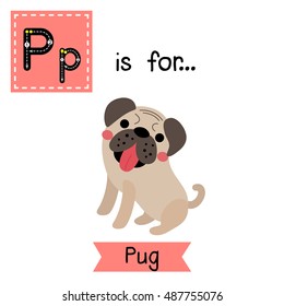 Cute children zoo alphabet P letter tracing of Pug dog for kids learning English vocabulary.   
