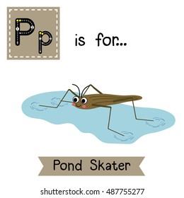 Cute children zoo alphabet P letter tracing of Pond Skater for kids learning English vocabulary.   