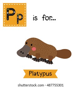 Cute children zoo alphabet P letter tracing of Platypus for kids learning English vocabulary.  