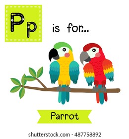 Cute children zoo alphabet P letter tracing of colorful Parrot bird for kids learning English vocabulary.  