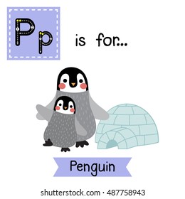 Cute children zoo alphabet P letter tracing of Penguin mother and child in front of igloo for kids learning English vocabulary.   