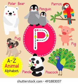 Cute children zoo alphabet P letter tracing of funny animal cartoon for kids learning English vocabulary. 