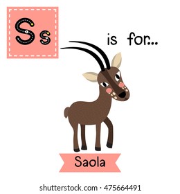 Cute children zoo alphabet S letter tracing of Saola for kids learning English vocabulary.  