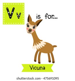 Cute children zoo alphabet V letter tracing of Vicuna for kids learning English vocabulary.  