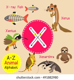 Cute children zoo alphabet X letter tracing of funny animal cartoon for kids learning English vocabulary. 