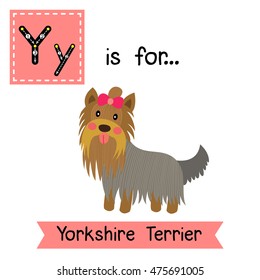 Cute children zoo alphabet Y letter tracing of Yorkshire Terrier dog for kids learning English vocabulary.  