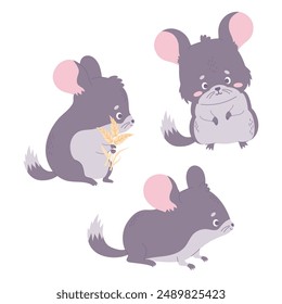 Linda colección de chinchilla. Aislado divertido dibujo animado animal roedor. Ilustración vectorial