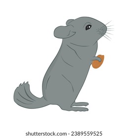 Cute chinchilla sostiene una nuez en la mano. Chinchilla come una semilla de almendras. Pequeño roedor sudamericano con piel gris suave y una larga cola arbustiva. Ilustración vectorial plana coloreada aislada en blanco