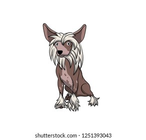 Cute Chinese Crested Dog Cartoon Dog. Vector illustration of purebred chinese crested dog dog.