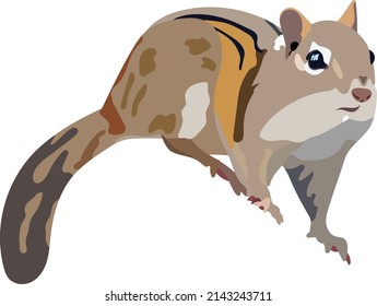 Cute Chipmunk With White Background