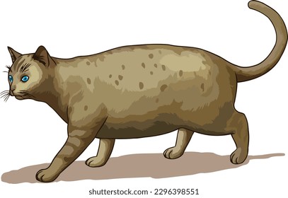 A cute chubby feline strolling slowly and gracefully with a noticeable waddle due to its extra weight. Cute chubby cat. Pets.