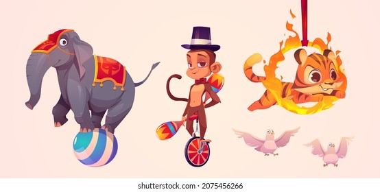 Cute circus animals, elephant standing on ball, monkey juggler, tiger jumping through fire ring and white doves. Vector cartoon set of funny animals performers in amusement park or circus