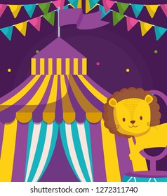 cute circus lion in stage