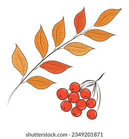 Cute clipart in autumn style with a rowan