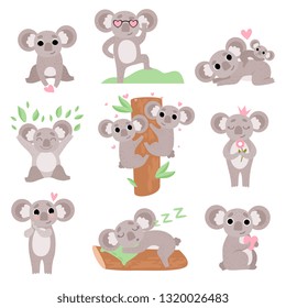 Cute Coala Bears Set, Funny Animal Cartoon Characters in Various Poses and Situations Vector Illustration