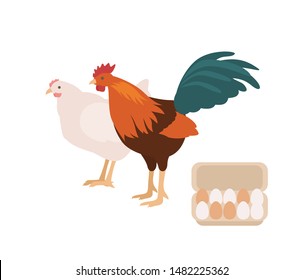 Cute cock, chicken and carton or box full of eggs. Rooster and hen isolated on white background. Free range domestic fowl, pair of poultry or farm birds. Flat cartoon colorful vector illustration.