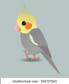 Cute cockatiel