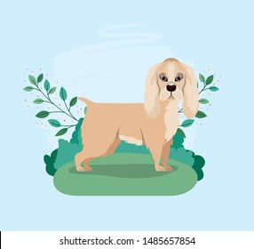cute cocker spaniel dog pet in the camp