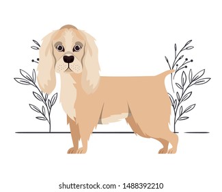 cute cocker spaniel ingles dog on white background