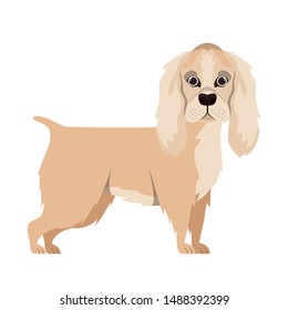 cute cocker spaniel ingles dog on white background