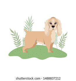 cute cocker spaniel ingles dog on white background