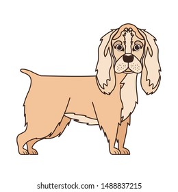 cute cocker spaniel ingles dog on white background