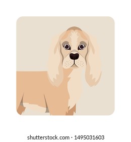 cute cocker spaniel ingles dog on white background