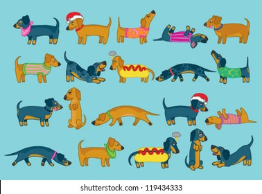 Cute collection of different kinds of sausage dogs or dachshunds