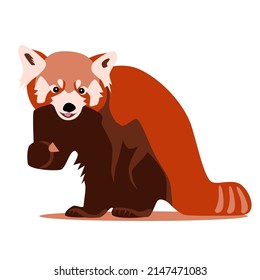 Cute color red panda sitting with food in paw, bear cat feeding, wuld animal front view flat vector illustration