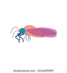 Cute Colorful Cicada Insect, Top View Vector Illustration