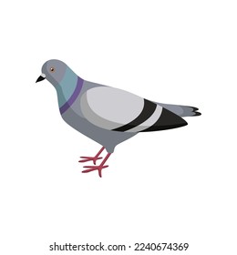 Cute colorful dove on white background. Pigeon cartoon illustration. Animal, flying creature, bird concept