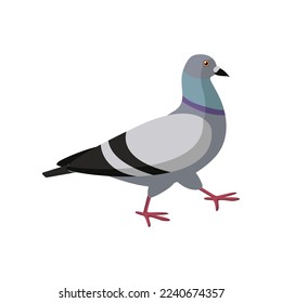 Cute colorful dove walking on white background. Pigeon cartoon illustration. Animal, flying creature, bird concept