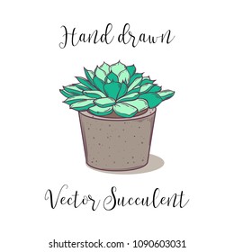 Cute colorful hand drawn succulent in a concrete flower pot. Vector illustration.