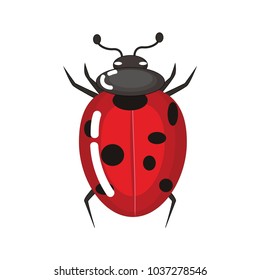 Cute Colorful Ladybug Vector Illustration.