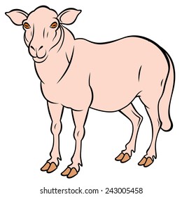 cute colorful sheep - symbol 2015 - vector illustration for design
