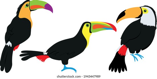 Cute and colorful vector illustration of three different kinds of toucans in different poses.