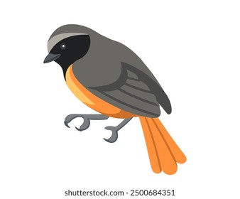 Cute common redstart bird in resting position. Cartoon animal design, stylized bird with grey and orange feathers. Vector illustration isolated on white background.